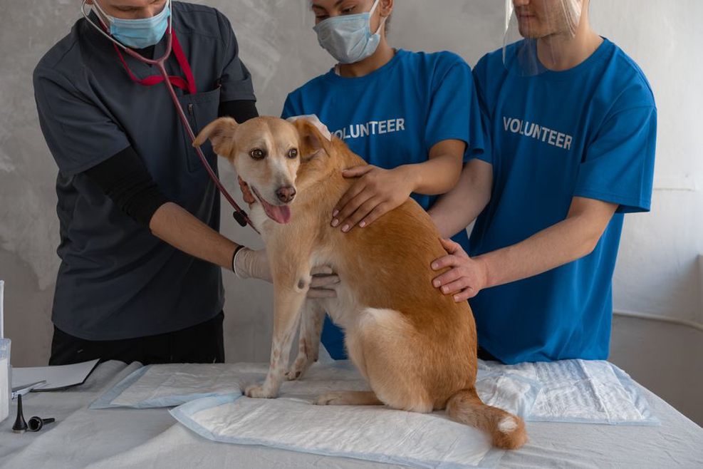 A veterinarian checks a dog while its adopter listens